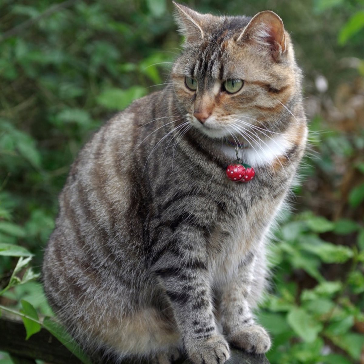 melike_sos profil fotoğrafı